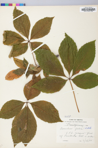 Aesculus glabra image