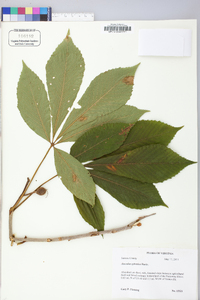 Aesculus sylvatica image