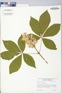 Aesculus sylvatica image