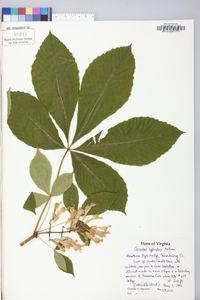 Aesculus sylvatica image