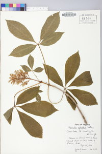 Aesculus sylvatica image