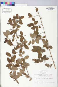 Berchemia scandens image