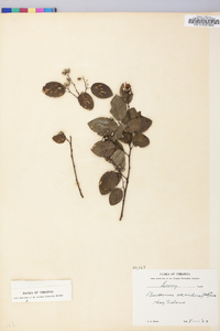 Berchemia scandens image