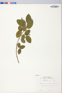 Berchemia scandens image