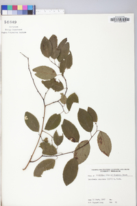 Berchemia scandens image