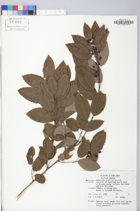 Berchemia scandens image