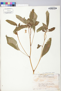 Impatiens pallida image