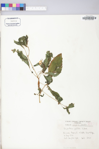 Impatiens pallida image