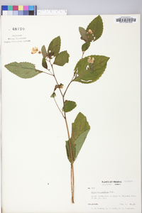 Impatiens pallida image