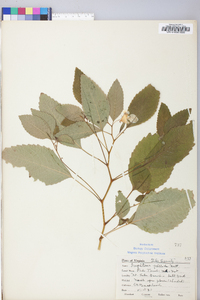 Impatiens pallida image