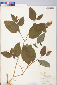 Impatiens pallida image