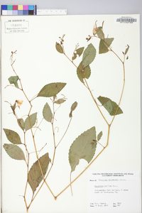 Impatiens pallida image