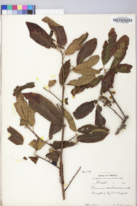 Frangula alnus image