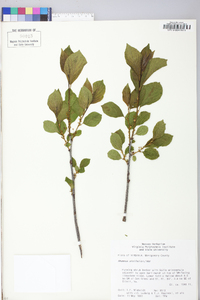 Rhamnus alnifolia image