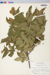 Rhamnus lanceolata image