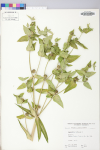 Euphorbia lathyris image