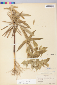 Euphorbia lathyris image