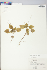 Circaea alpina image