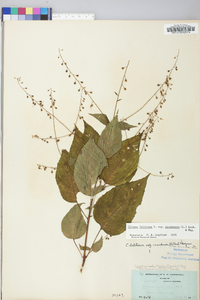 Circaea canadensis image