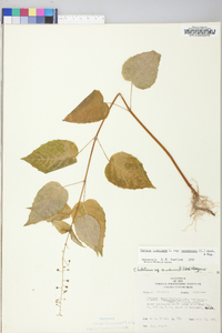 Circaea canadensis image