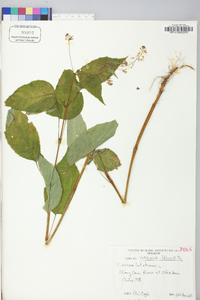 Circaea canadensis image