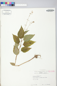 Circaea canadensis image