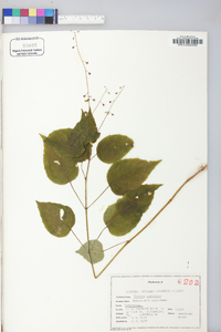 Circaea canadensis image