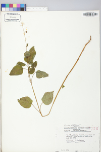 Circaea canadensis image