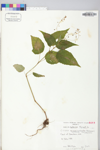 Circaea canadensis image