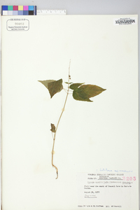 Circaea canadensis image