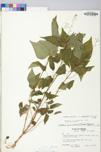 Circaea canadensis image