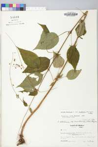 Circaea canadensis image