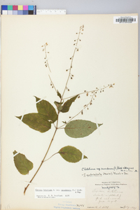 Circaea canadensis image