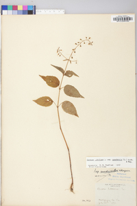 Circaea canadensis image