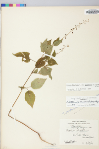 Circaea canadensis image