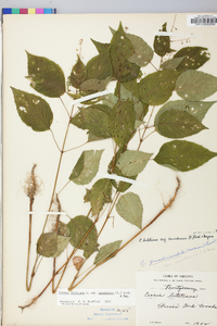 Circaea canadensis image