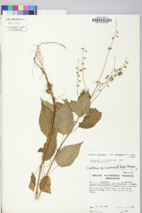 Circaea canadensis image