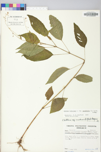 Circaea canadensis image