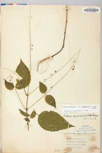 Circaea canadensis image