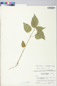 Circaea canadensis image