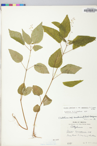 Circaea canadensis image