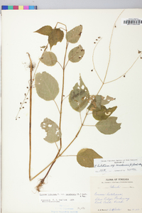 Circaea canadensis image