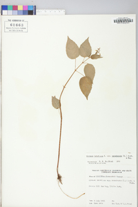 Circaea canadensis image