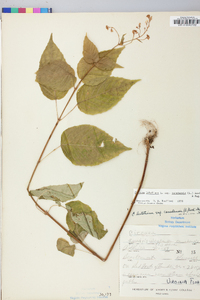 Circaea canadensis image