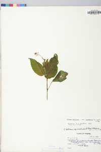 Circaea canadensis image