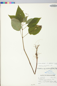 Circaea canadensis image