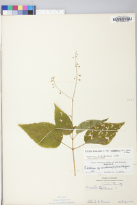 Circaea canadensis image