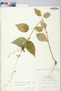 Circaea canadensis image