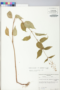 Circaea canadensis image