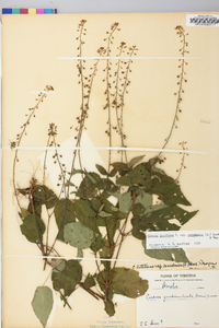 Circaea canadensis image